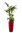 Pflanzen-Set 'Barcelona' - 5 Pflanzsäulen nach Wahl, Kaufpreis